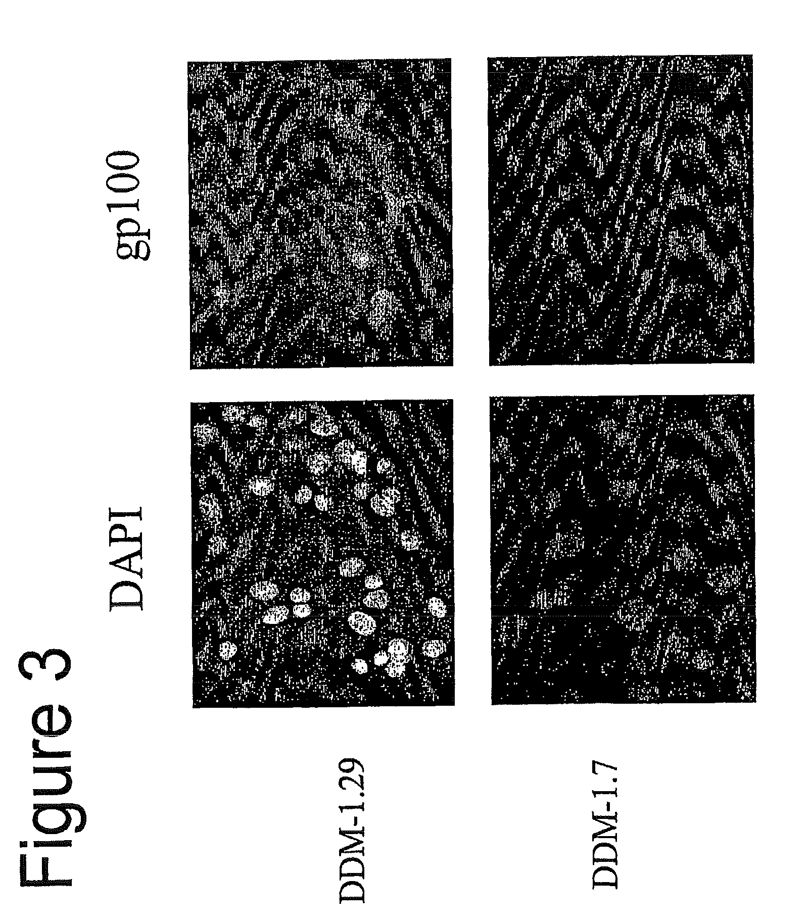 Pharmaceutical composition for inducing an immune response in a human or animal