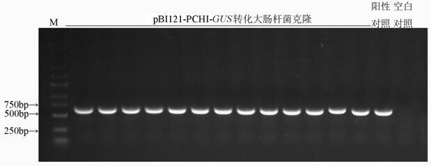 Inducible promoter PCHI and application thereof