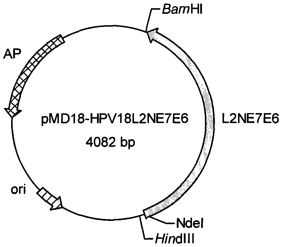 HPV18 type l2ne7e6 fusion protein gene, expression vector, method, bacterial strain and application