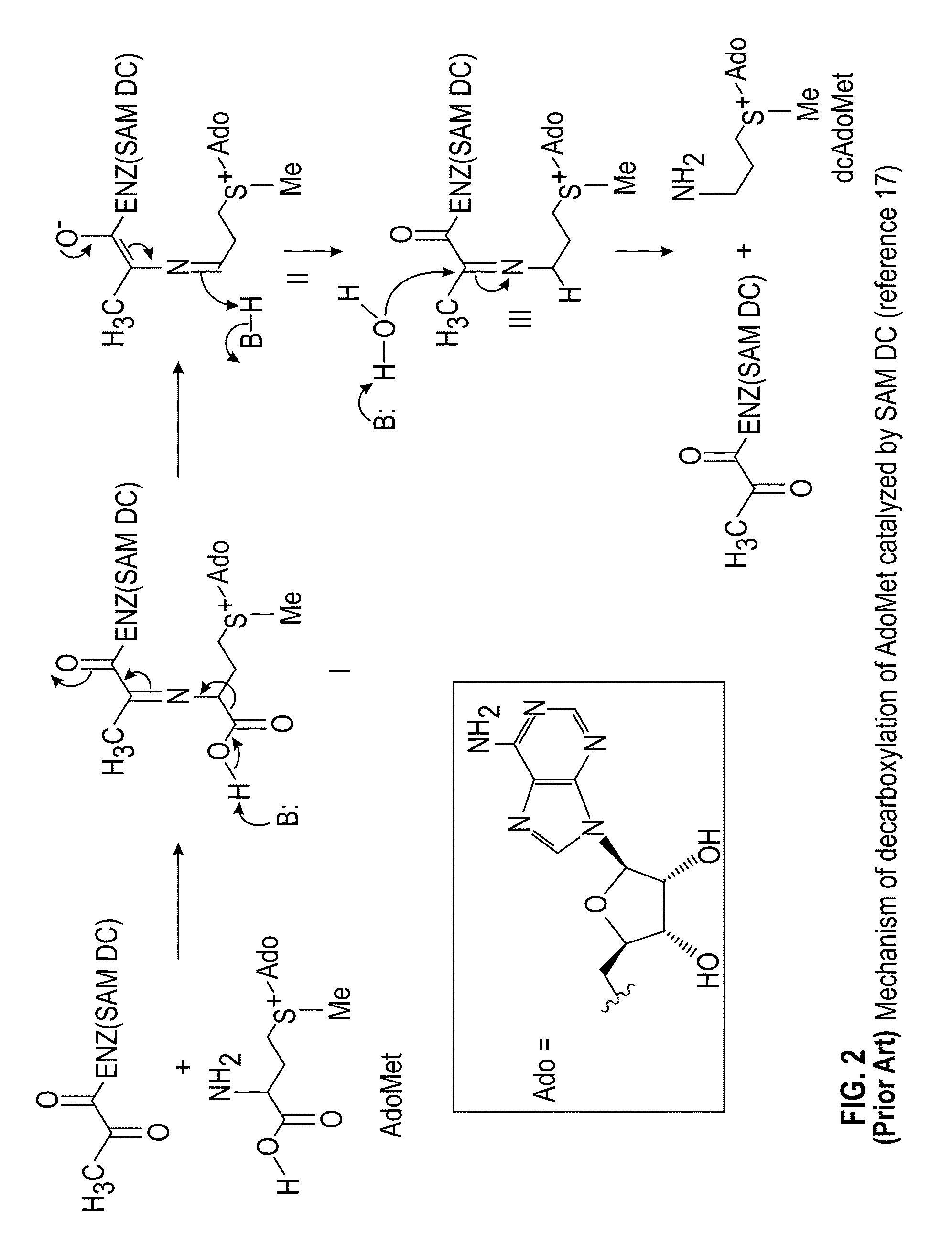 Inhibitors of S-adenosyl-L-methionine decarboxylase
