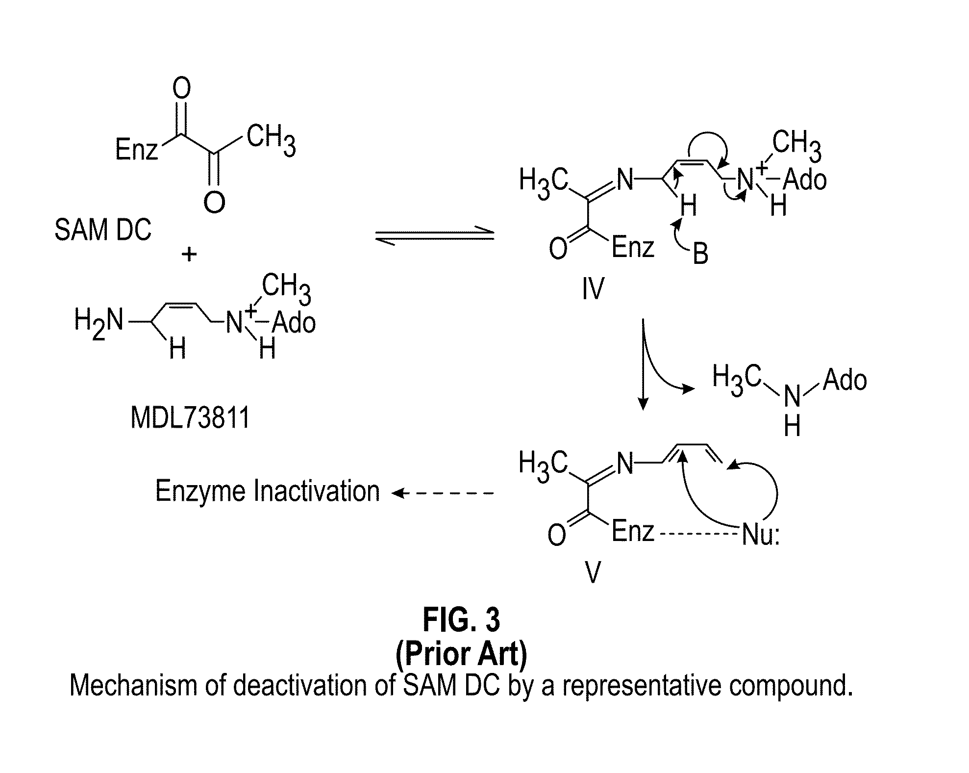 Inhibitors of S-adenosyl-L-methionine decarboxylase