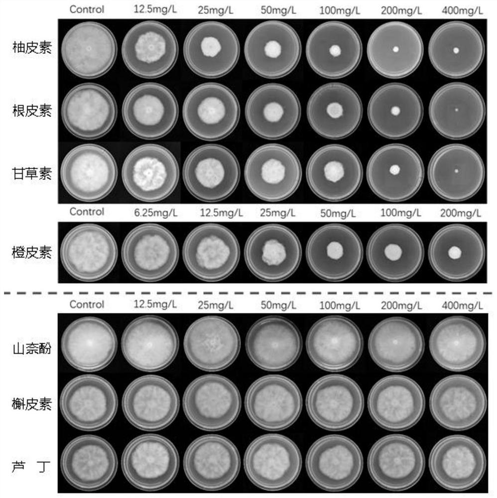 Application of flavanone substances in inhibition of phytophthora parasitica var nicotianae