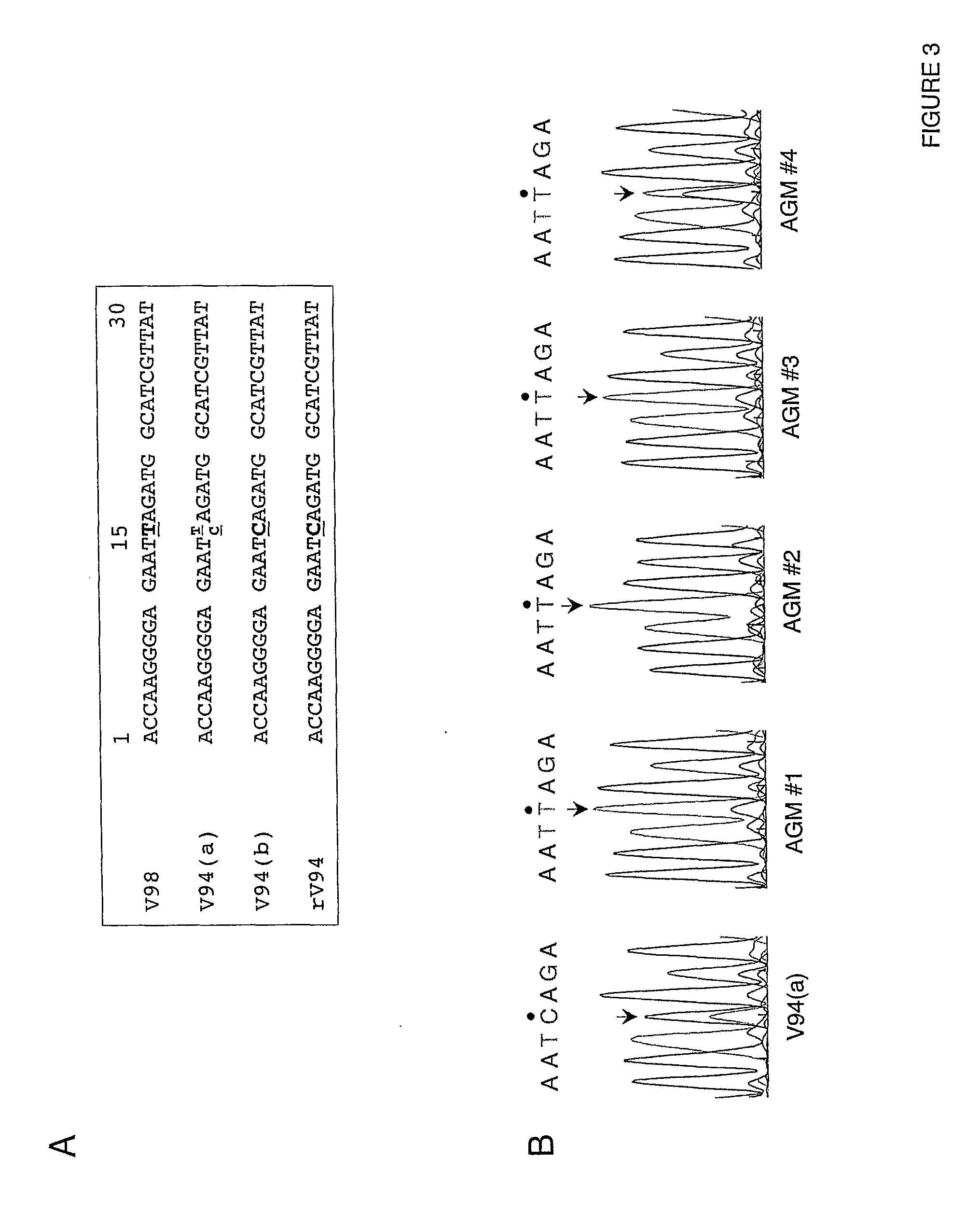 Attenuated human parainfluenza virus, methods and uses thereof