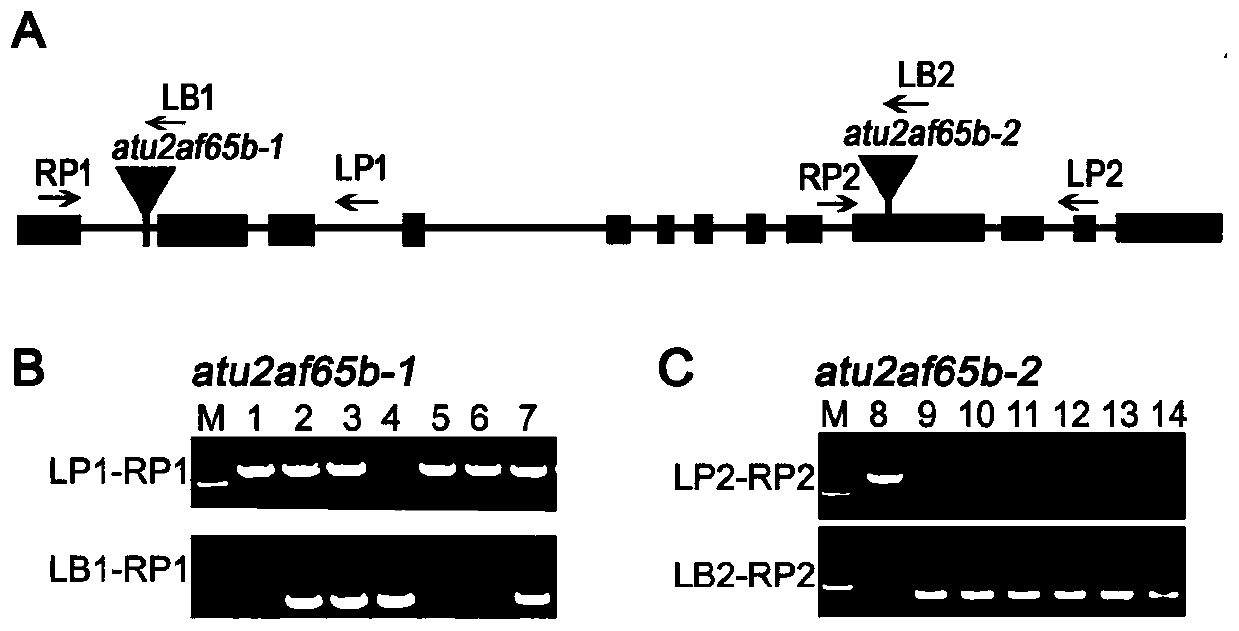 Application of a splicing cofactor atu2af65b in the regulation of plant flowering