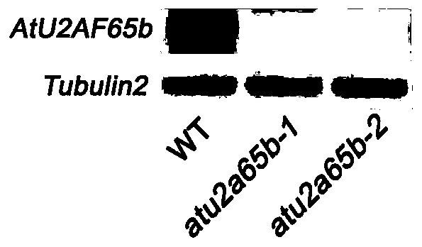 Application of a splicing cofactor atu2af65b in the regulation of plant flowering