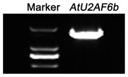 Application of a splicing cofactor atu2af65b in the regulation of plant flowering