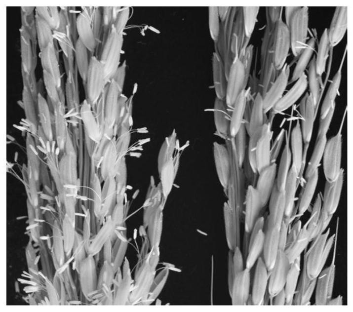 Rice male fertility regulation gene mutant as well as molecular marker and application thereof