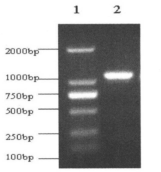 Construction method of genetic engineering strain for high expression and easy purification of beta-mannanase