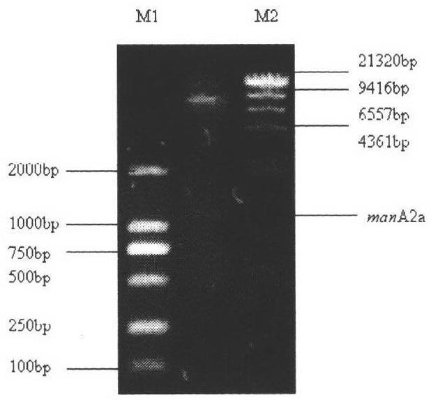Construction method of genetic engineering strain for high expression and easy purification of beta-mannanase