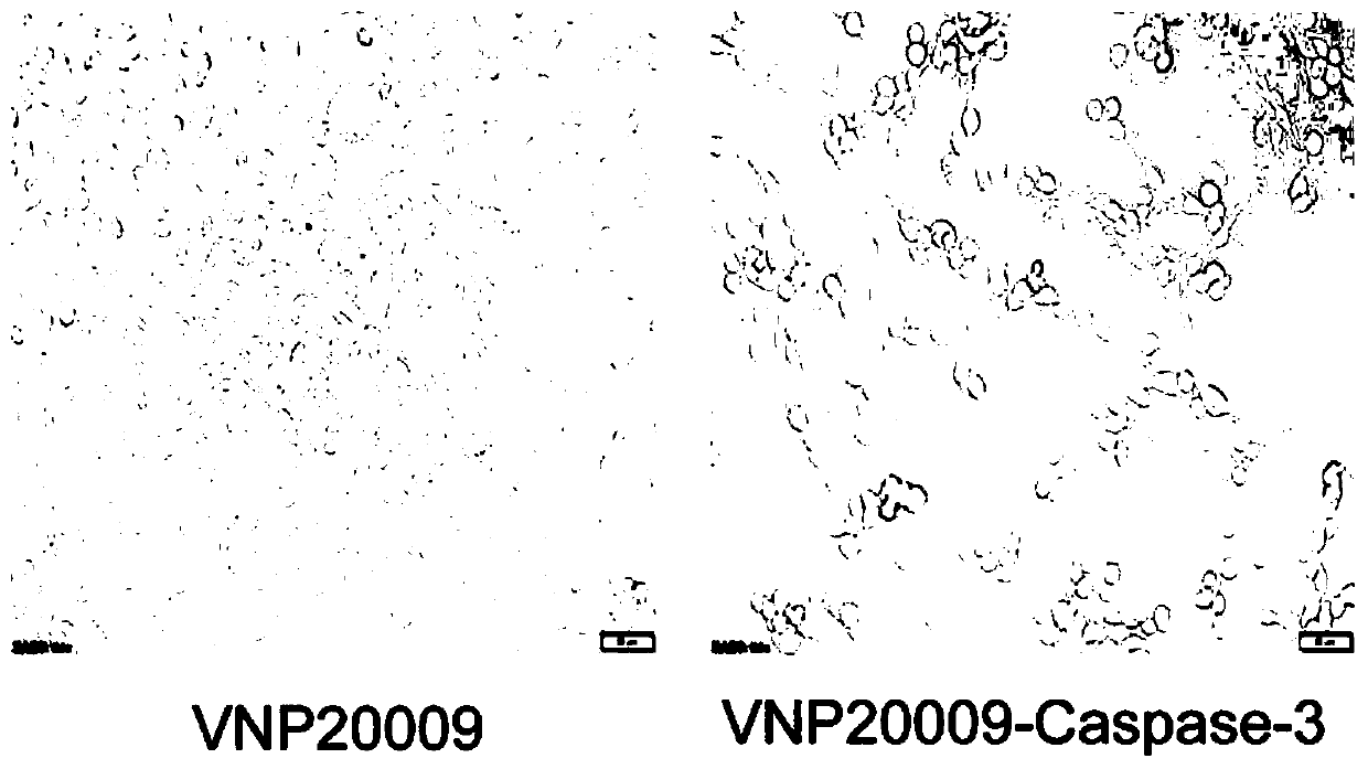 Recombinant Escherichia coli for expressing Caspase-3 recombinant scFv78 and functional verification method of recombinant Escherichia coli