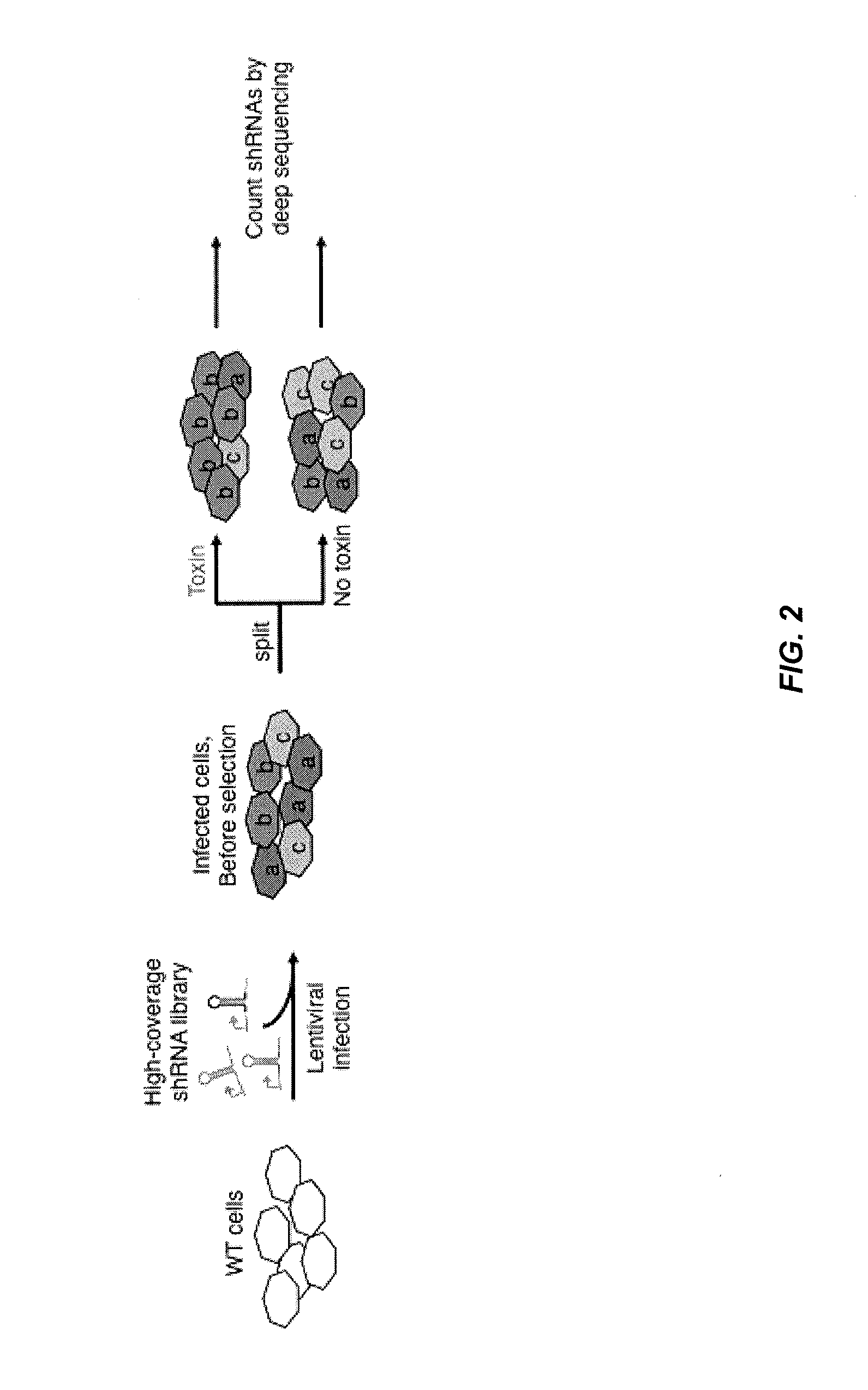 Methods for genome-wide screening and construction of genetic interaction maps
