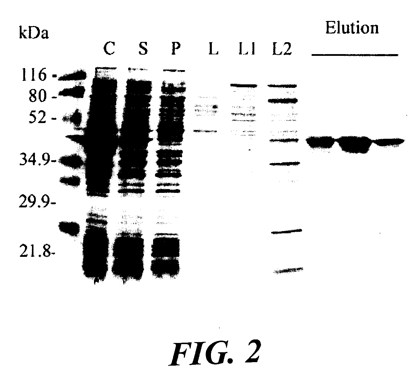 Plastidial targeting peptide