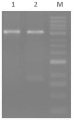 Hybridoma cell strain AntiTput-13 and monoclonal antibody AntiTput-DP10 secreted thereby