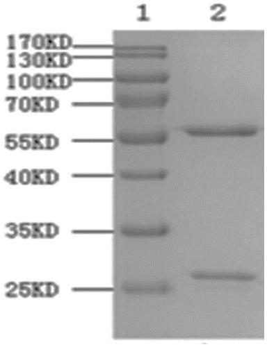 Hybridoma cell strain AntiTput-13 and monoclonal antibody AntiTput-DP10 secreted thereby