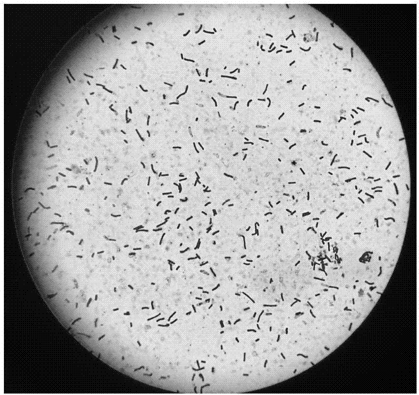 Bacillus natto with MK-7 production capacity and application of bacillus natto