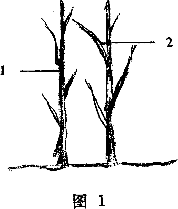 Hetero individual plant single head direct stem grafting method