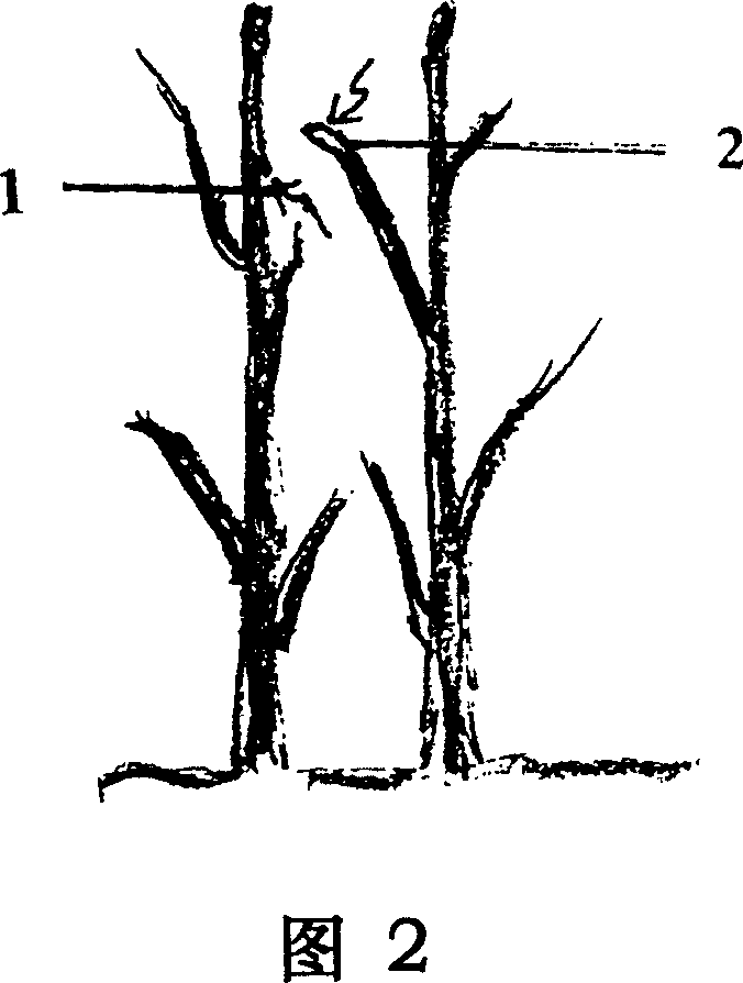 Hetero individual plant single head direct stem grafting method