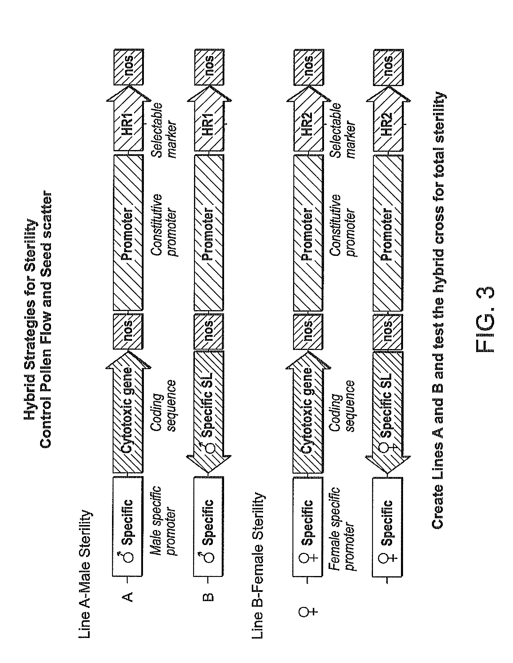 Male and female sterility lines used to make hybrids in genetically modified plants