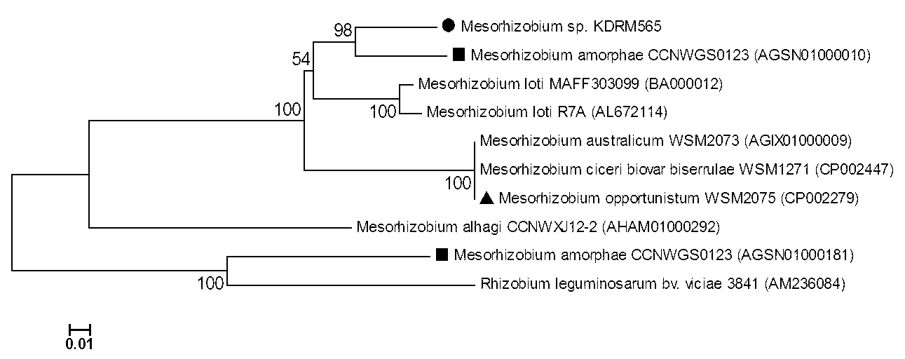 Mesorhizobium KDRM 565 and application thereof