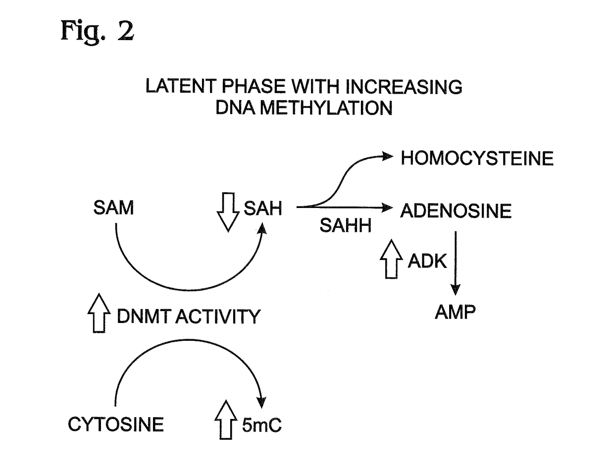 Transient inhibition of adenosine kinase as an Anti-epileptogenesis treatment