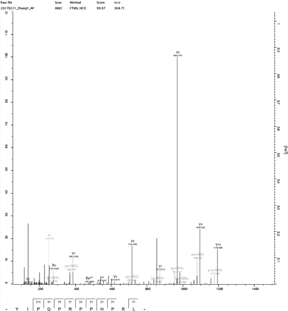 Antibacterial peptide as well as preparation method and application thereof