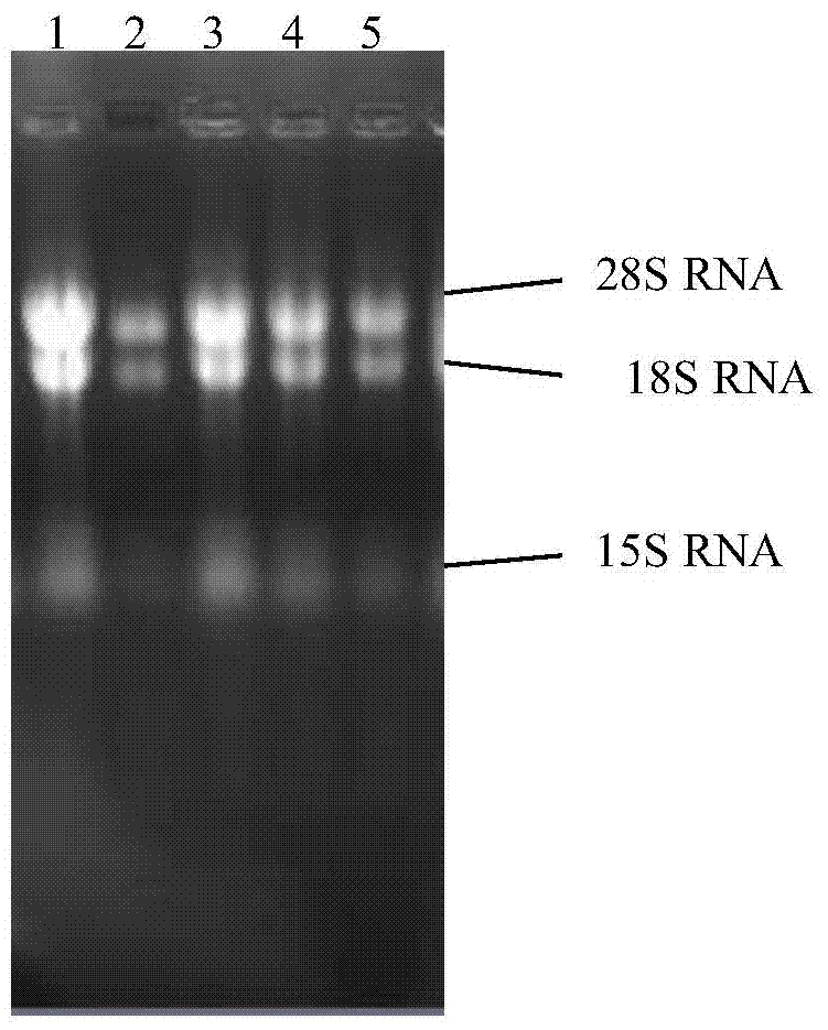 Cordyceps sinensis 3-isopropyl malic dehydrogenase C, encoding gene and application thereof