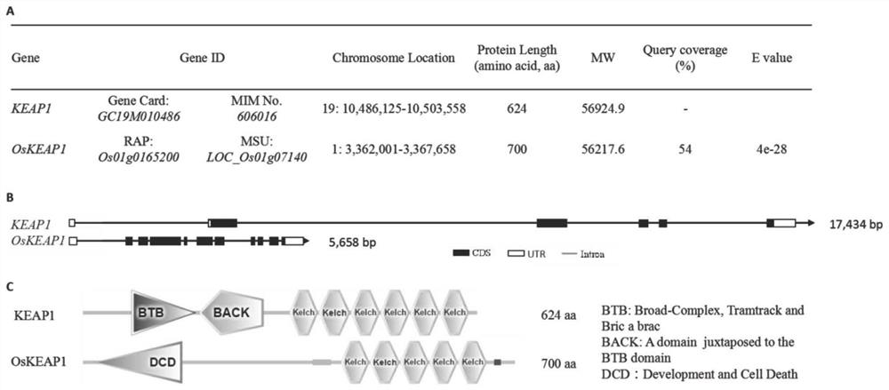 Application of OsKEAP1 gene in regulation and control of salt stress resistance of rice