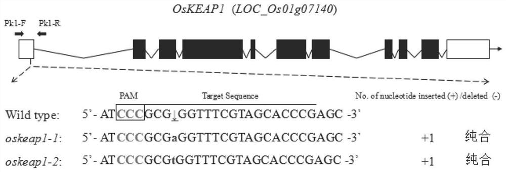 Application of OsKEAP1 gene in regulation and control of salt stress resistance of rice