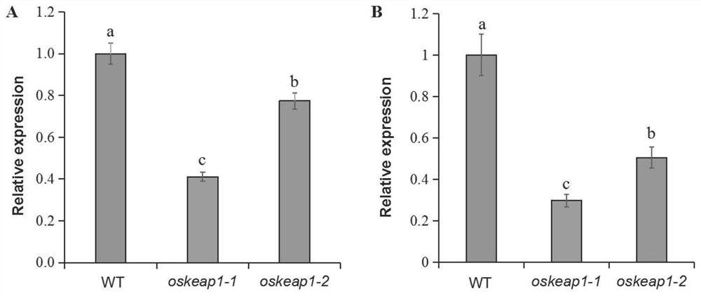 Application of OsKEAP1 gene in regulation and control of salt stress resistance of rice