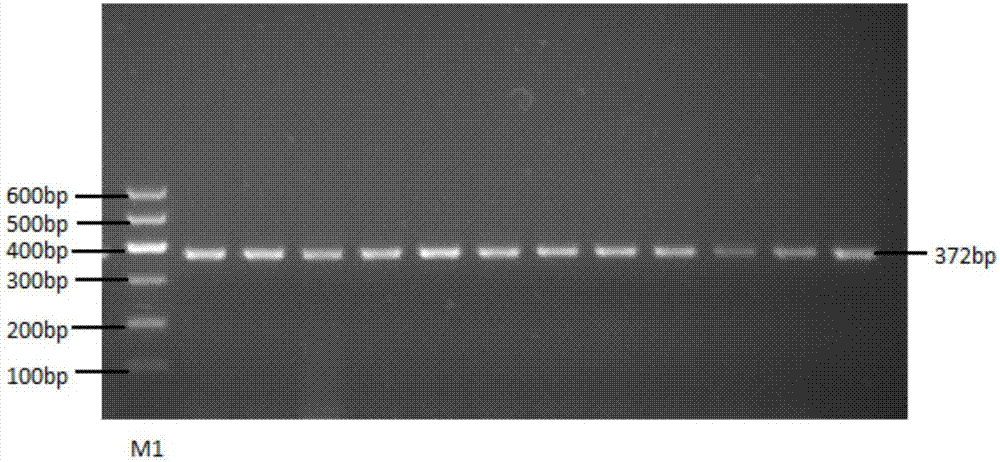 Method and special kit for rapidly detecting single nucleotide polymorphism of cattle CRABP2 gene
