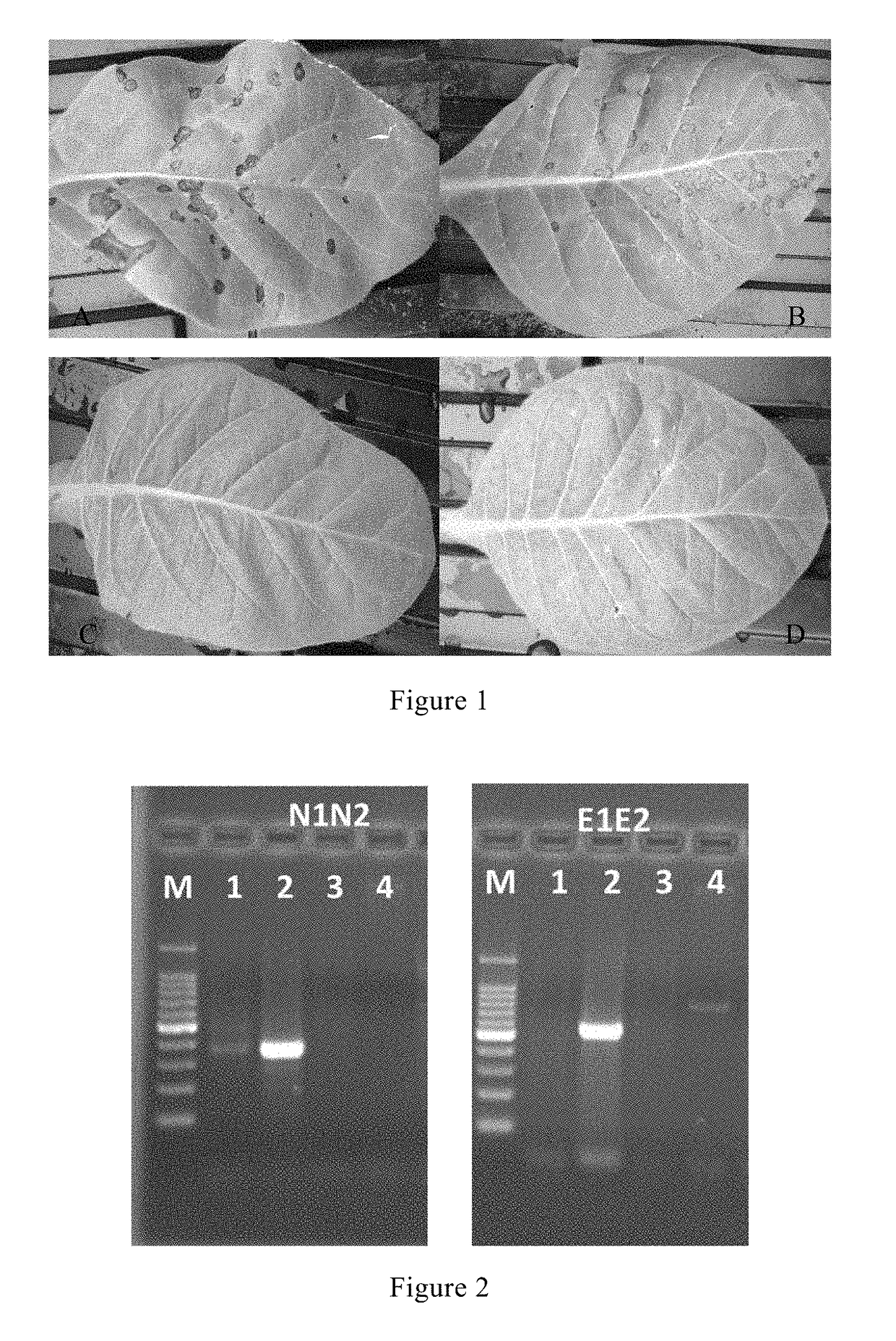 Tobacco mosaic virus resistant n'au gene and cloning methods and applications thereof