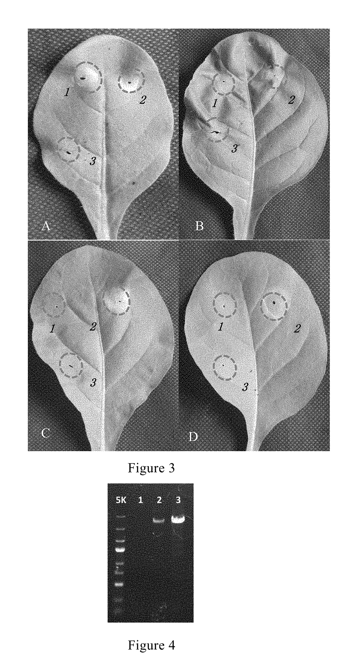 Tobacco mosaic virus resistant n'au gene and cloning methods and applications thereof