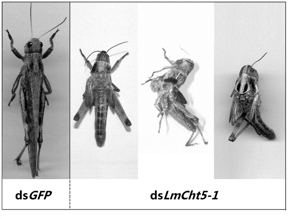 Sequence of locust I type chitinase gene, and application of dsRNA of locust I chitinase gene