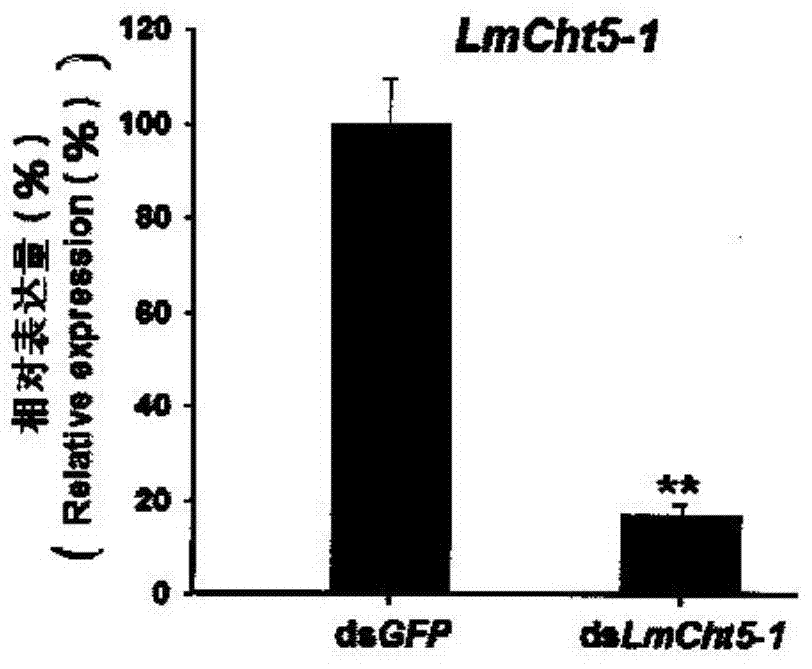 Sequence of locust I type chitinase gene, and application of dsRNA of locust I chitinase gene
