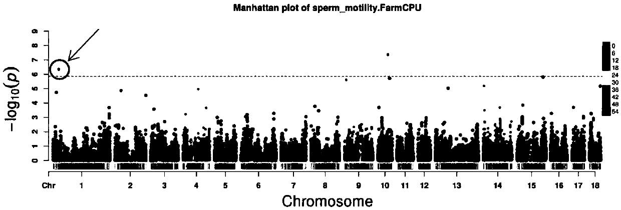 Molecular marker relative to sperm viability and total sperm number of boar and application