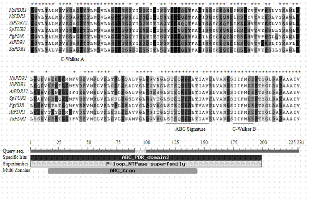 ABC transporter PgPDR2 gene and encoding protein and application of ABC transporter gene PgPDR2