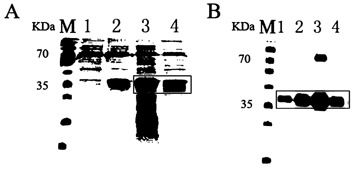 Method for obtaining RANKL recombinant protein with biological activity and application of RANKL recombinant protein with biological activity