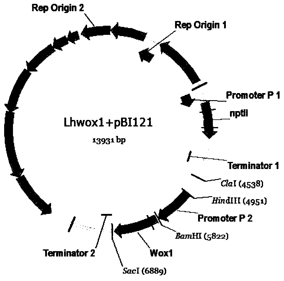 Novel application of liriodendron hybrid LhWOX1 gene