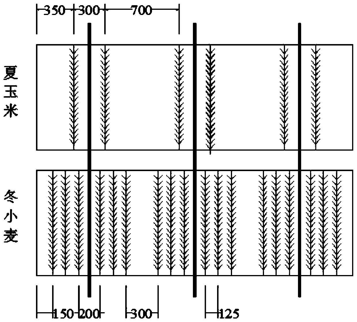 Green drip irrigation and water-saving cultivation method of winter wheat/summer corn rotation system