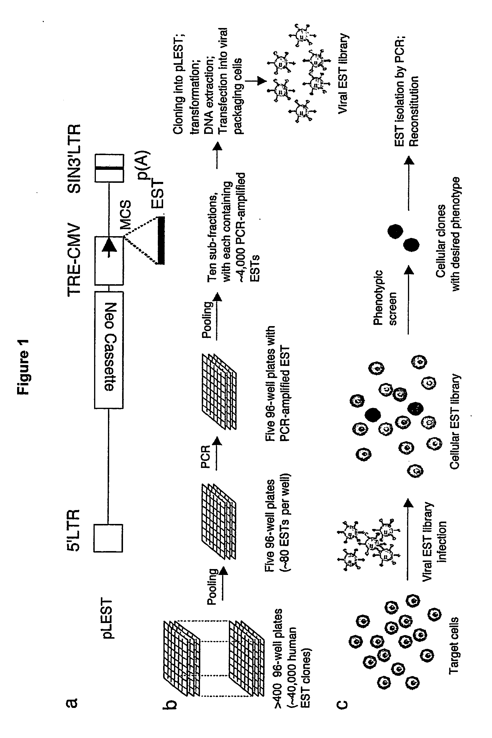 Methods and Compositions for Homozygous Gene Inactivation Using Collections of Pre-Defined Nucleotide Sequences Complementary Chromosomal Transcripts