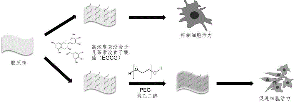 Collagen membrane modification method