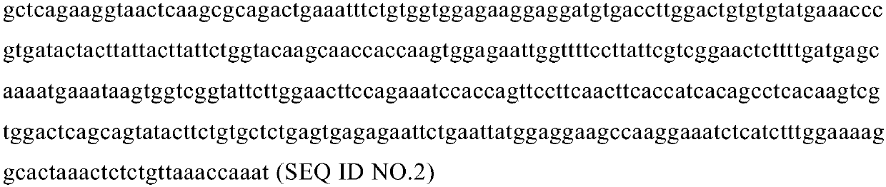 TCR capable of recognizing preferentially expressed antigen of melanoma (PRAME) short chain polypeptide and coding sequence of TCR