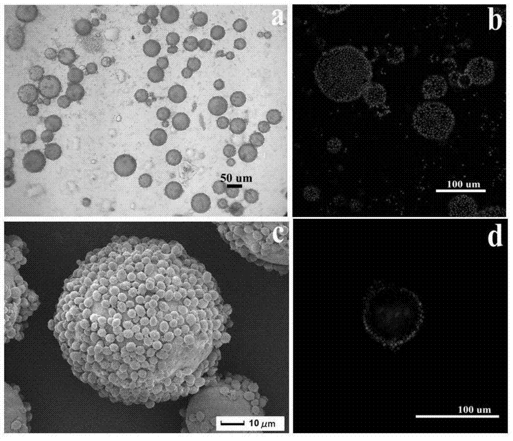 Preparation method of microzyme magnetic blotting composite microsphere adsorbent