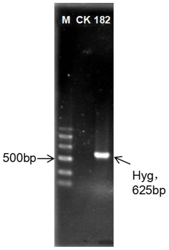 A lbkn1 gene derived from "Lubao-1" and its application