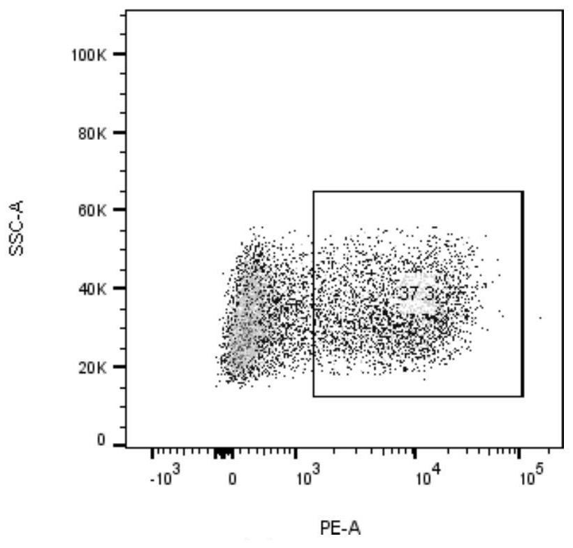 EGFR L858R neoantigen epitope peptide, and application thereof to tumor treatment