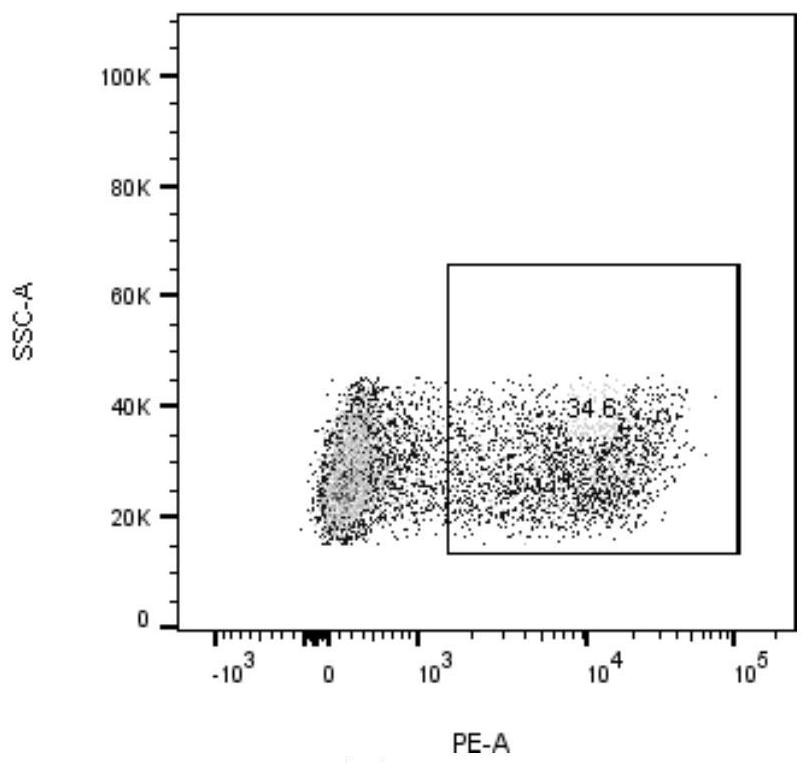 EGFR L858R neoantigen epitope peptide, and application thereof to tumor treatment