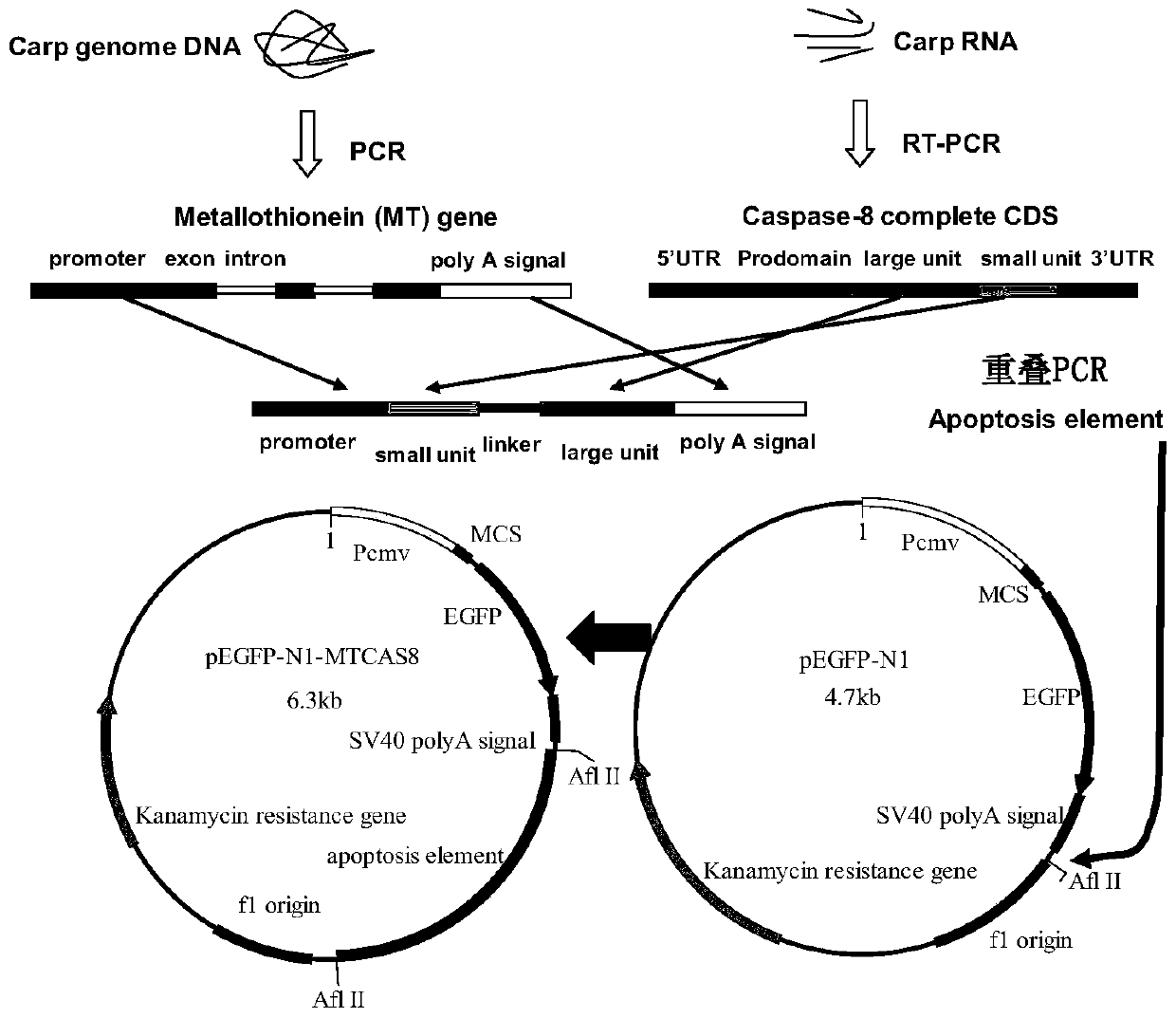 Constructed carp apoptosis gene, vector and its application