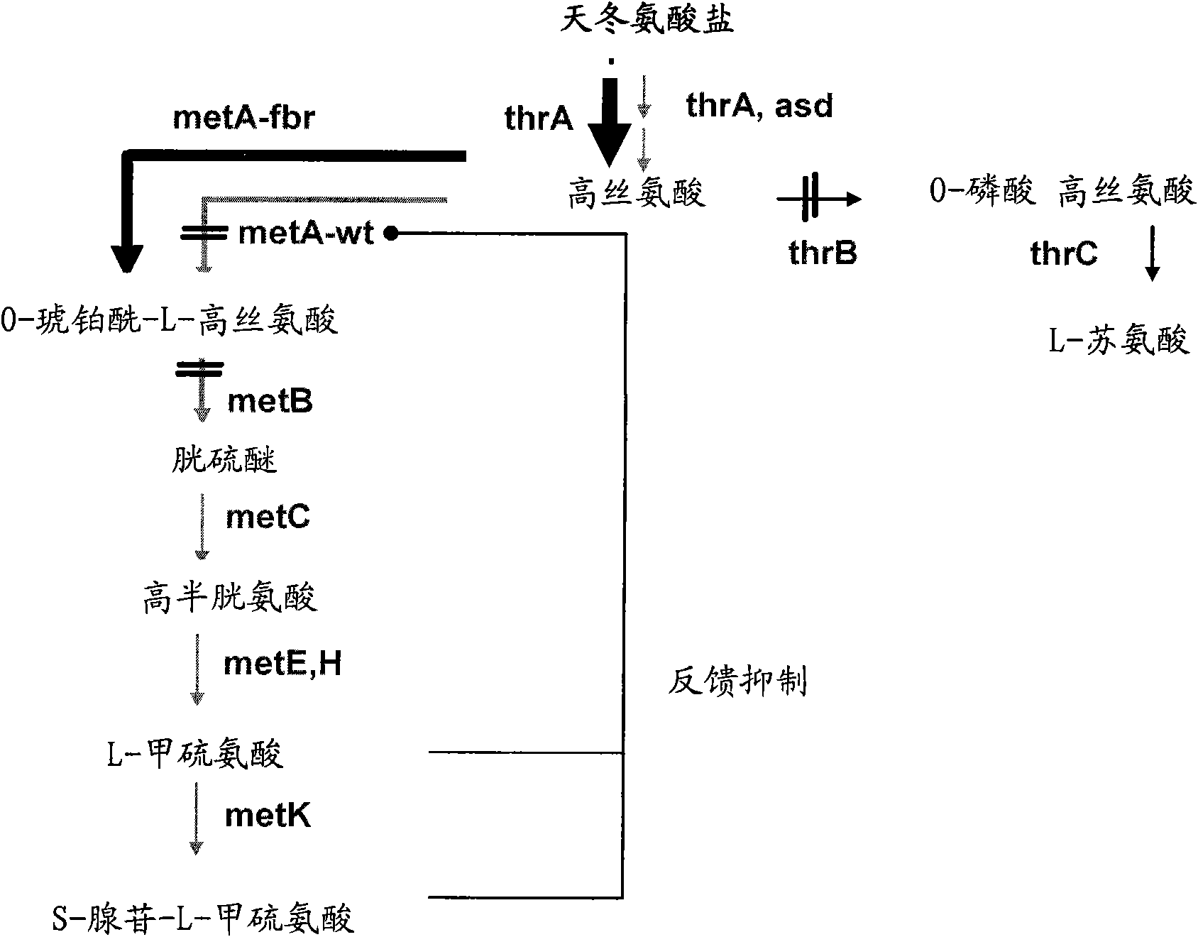 Microorganism producing l-methionine precursor and the method of producing l-methionine precursor using the microorganism