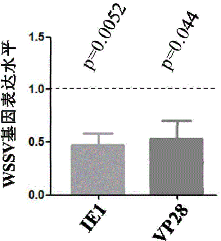 Anti-white spot syndrome virus (WSSV) autophagy associated gene Cq-Atg8 and preparation method and application thereof