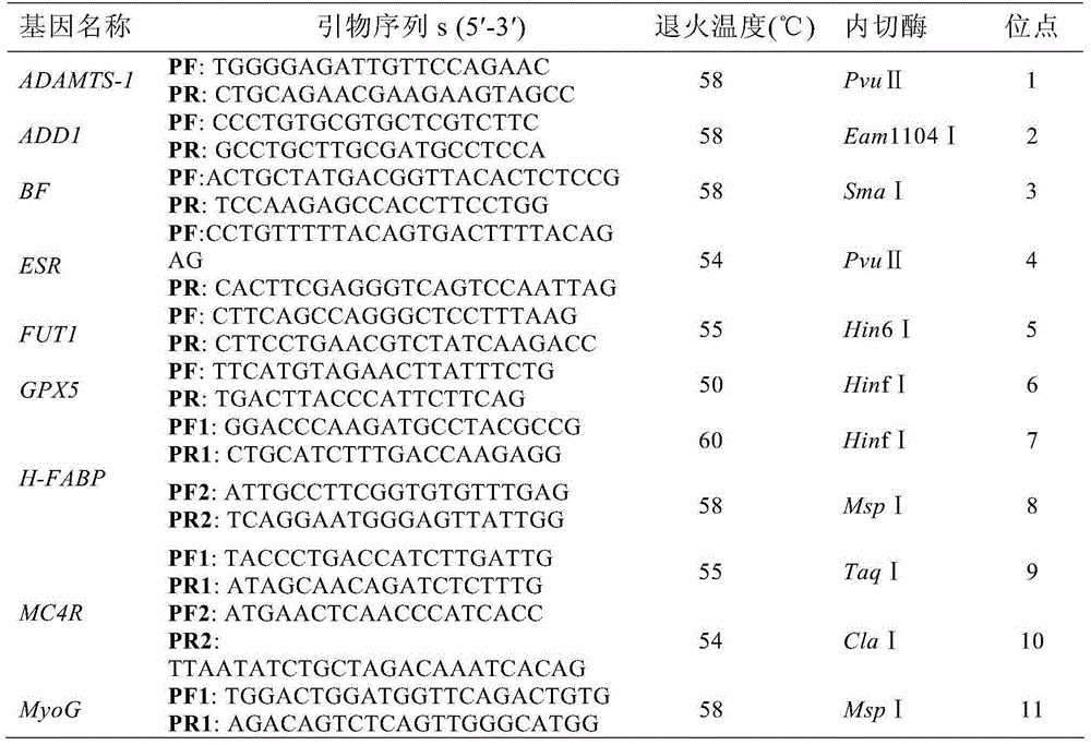 A traceable SNP molecular marker of porcine sncg gene and its detection method